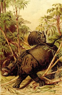 Indian Rhino