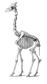 Skeleton Of The Giraffe