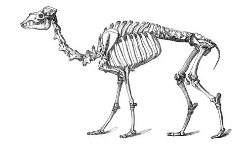 Skeleton Of Dromedary