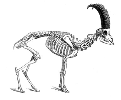 Skeleton Of Alpine Ibex