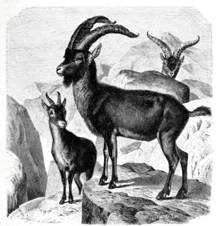 Iberian Ibex