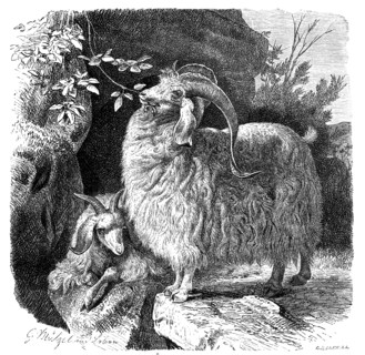 Angora Goat