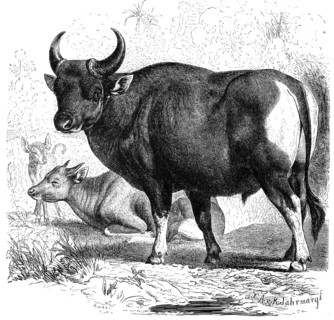 Banteng