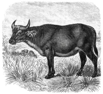 Red Buffalo