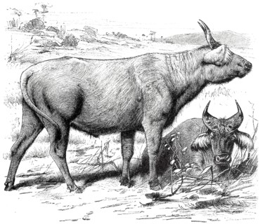 Red Buffalo