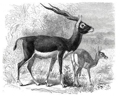Blackbuck Antelope