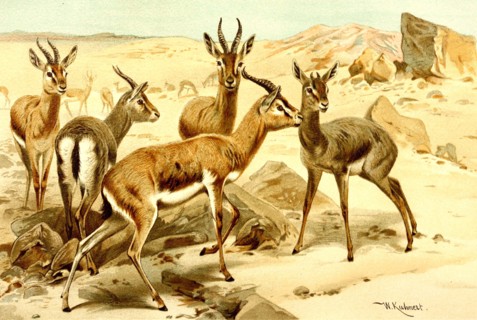Gazelle