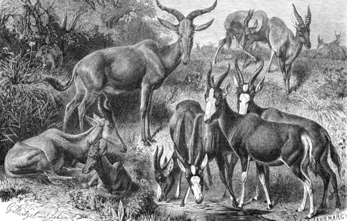 Hartebeest