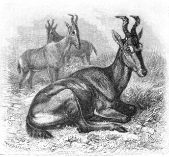 Hartebeest