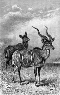 Lesser Kudu