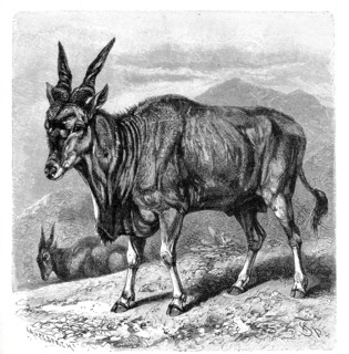 Eland