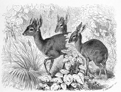 Duiker