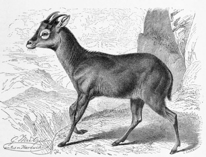 Gray Goral
