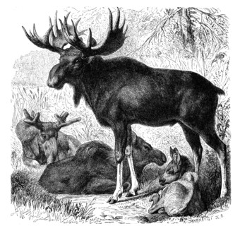 Moose