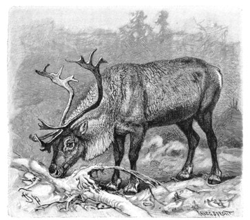 Reindeer Or Reindeer