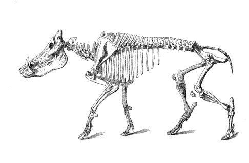 Skeleton Of Wild Boar