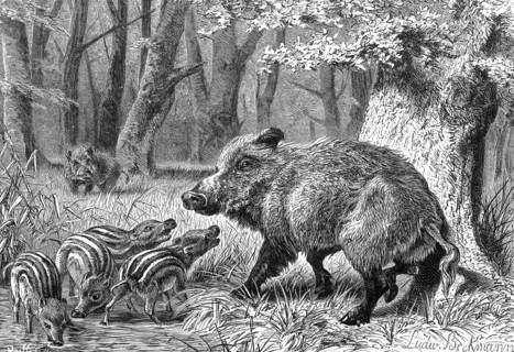 Wild Boar