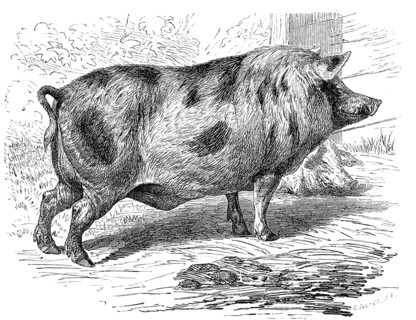 Berkshire Pig