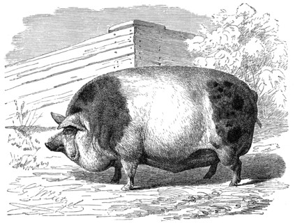 Harrisson Pig