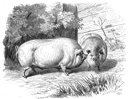 Miniature Pig