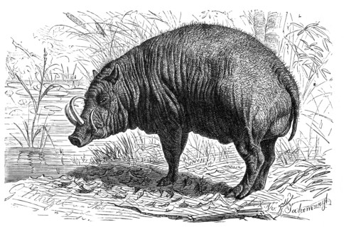 Deer Boar