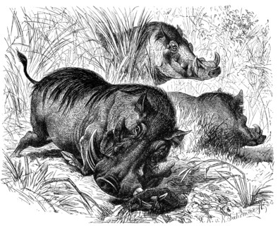 Warthog