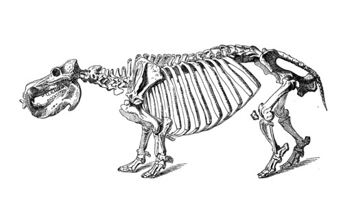 Hippopotamus Skeleton