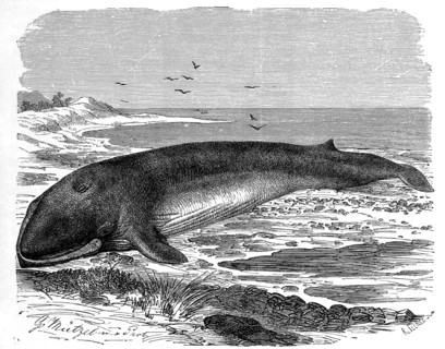 Fin Whale
