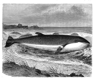 Minke Whale