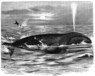 Bowhead Whale