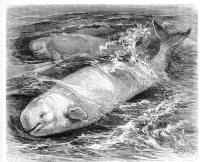 Beluga