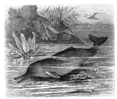 Beaked Dolphin