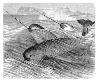 Narwhal