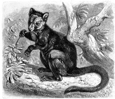 Bear Tree Kangaroo