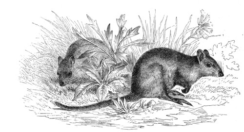 Kangaroo Rat