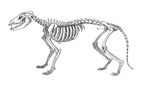 Thylacine Skeleton