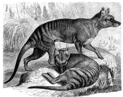 Thylacine