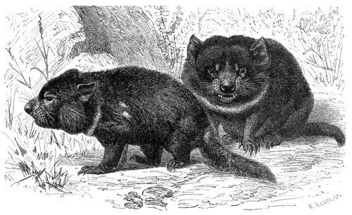 Tasmanian Devil