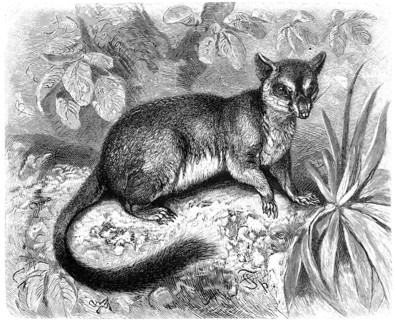 Tafa Phascologale Penicillata / Brush Tailed Pouched Mouse