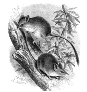 Marsupial Jerboa