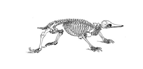 Skeleton Of The Hedgehog
