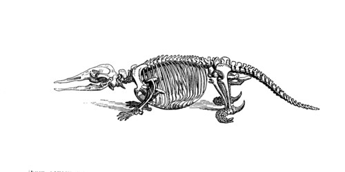 Skeleton Of Platypus