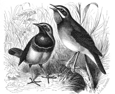 Bird