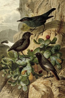 Bird