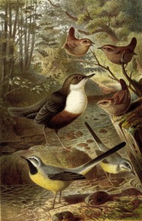 Bird
