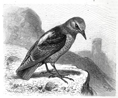 Bird
