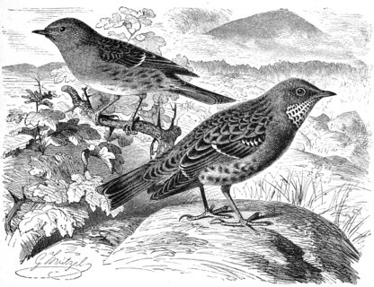 Bird