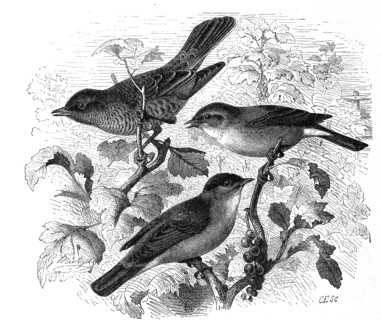 Bird