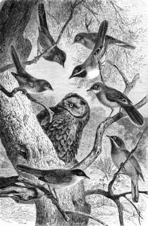 Bird