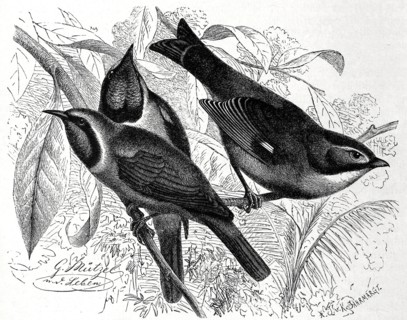 Bird